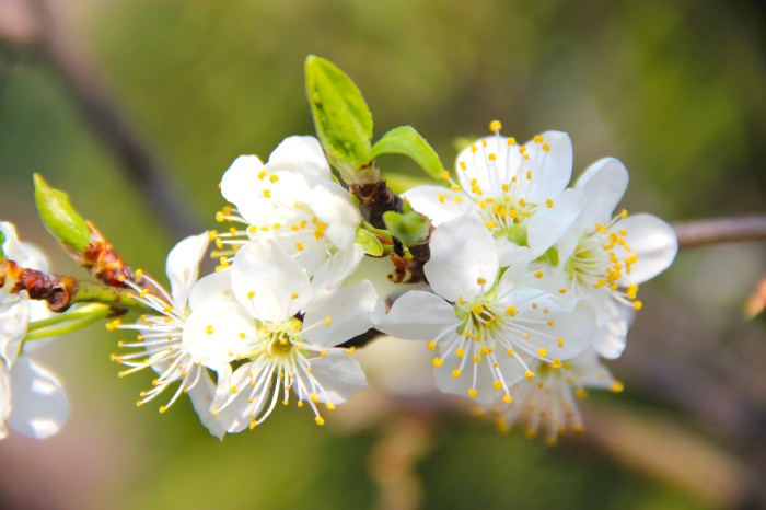 Fruitbloesem 700x466